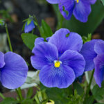 Blumenbeete in Blau – harmonisch, klar, entspannend
