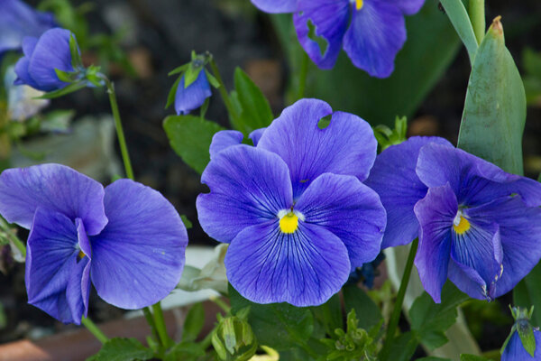 blaue Blume