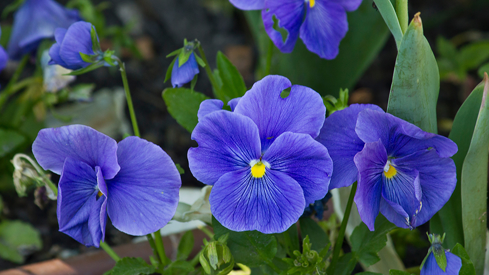 blaue Blume