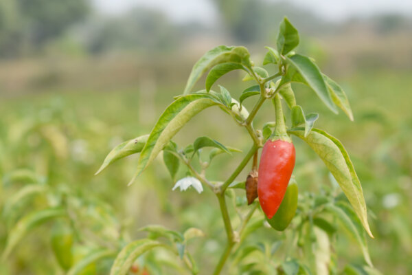 Chilipflanze mit Frucht