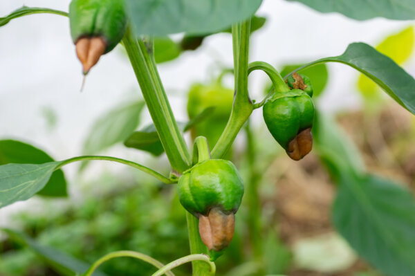 geschädigte Chilifrüchte