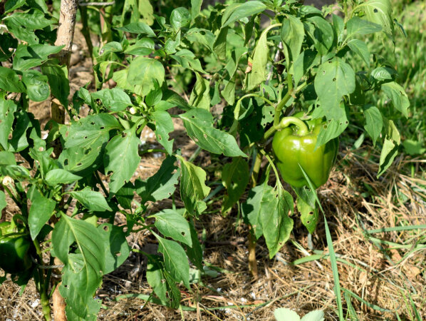 Löcher in Chiliblätter