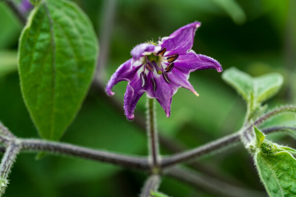 Chiliblüte