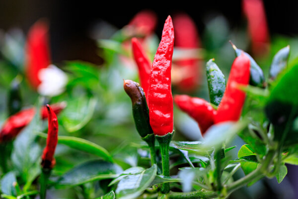 Chilipflanze