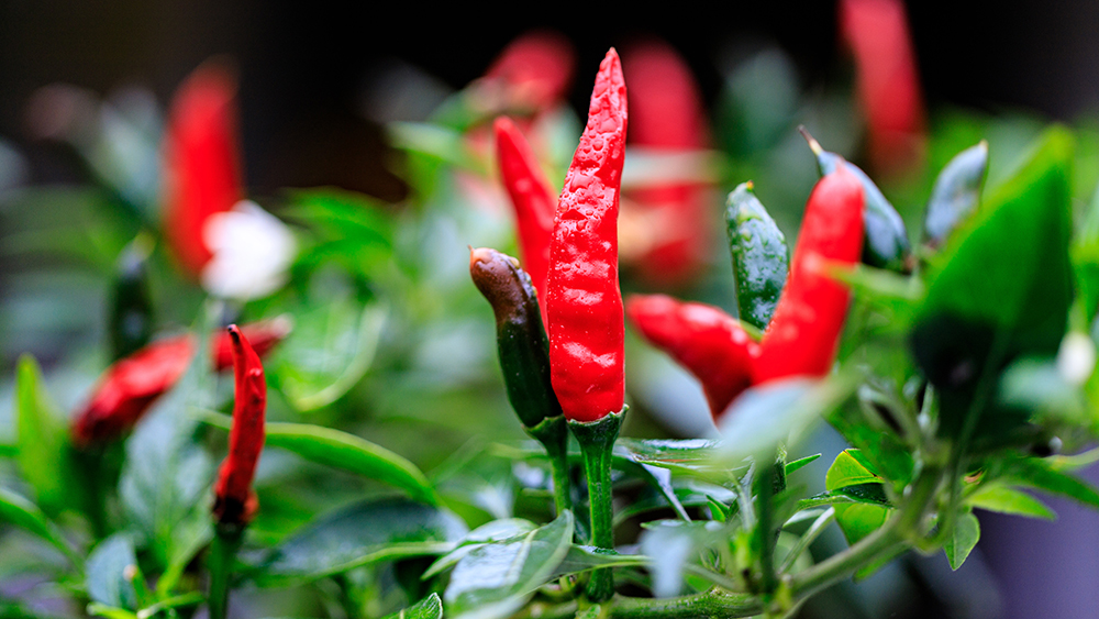 Chilipflanze