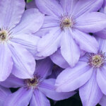 Sie fragen – wir antworten: Alles rund um die Clematis