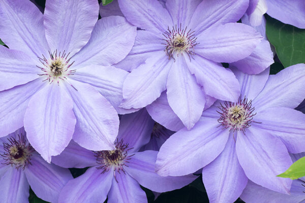lilafarbene Clematis