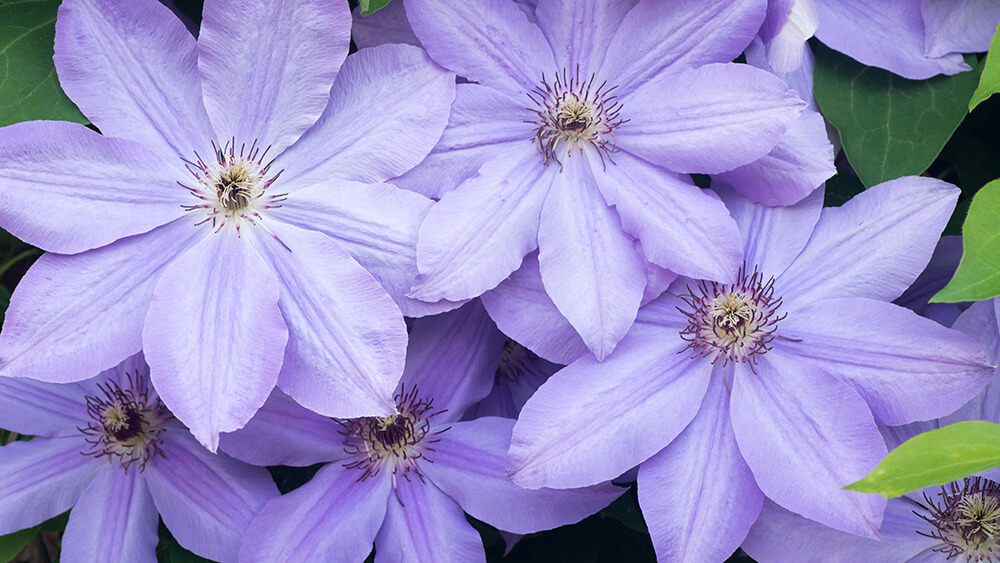 lilafarbene Clematis