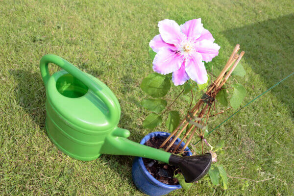 Clematis im Kübel