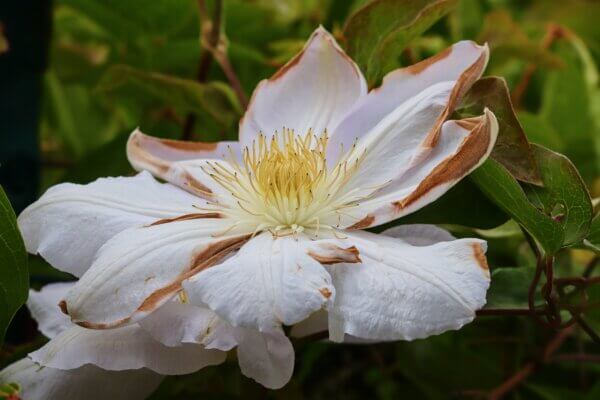 Clematis-Welke