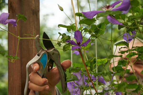 Clematis schneiden