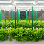 Das Ebbe – und Flutsystem