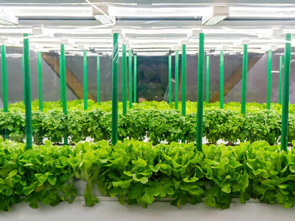 Das Ebbe – und Flutsystem