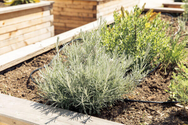 Lavendel im Hochbeet