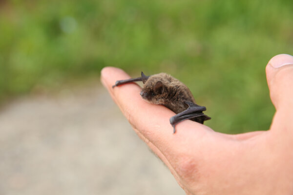 Fledermaus auf Hand