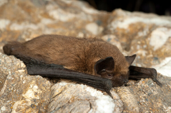 Fledermaus