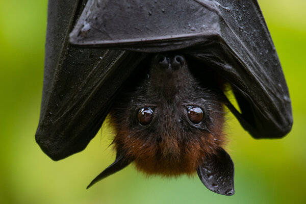Fledermaus Nahaufnahme