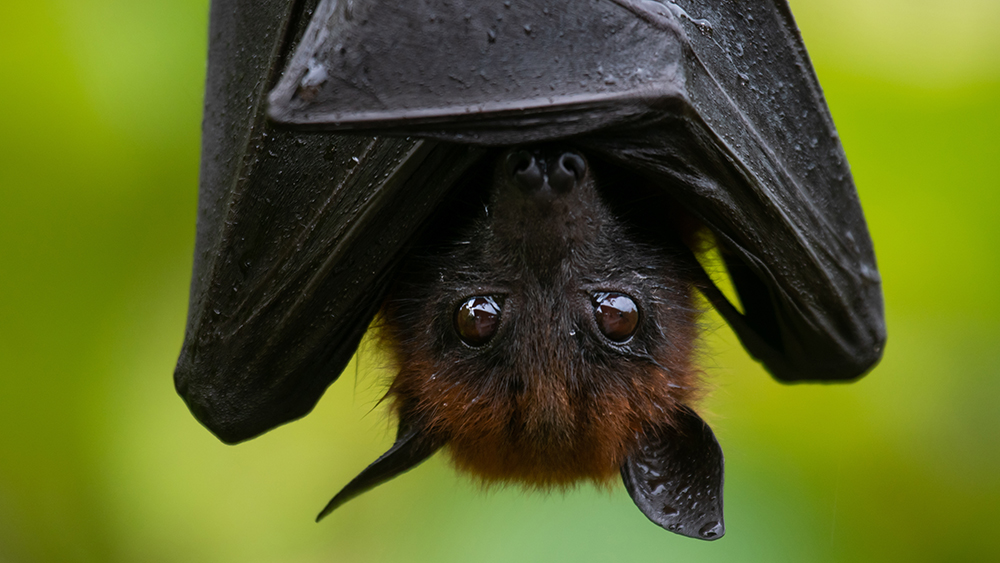 Fledermaus Nahaufnahme