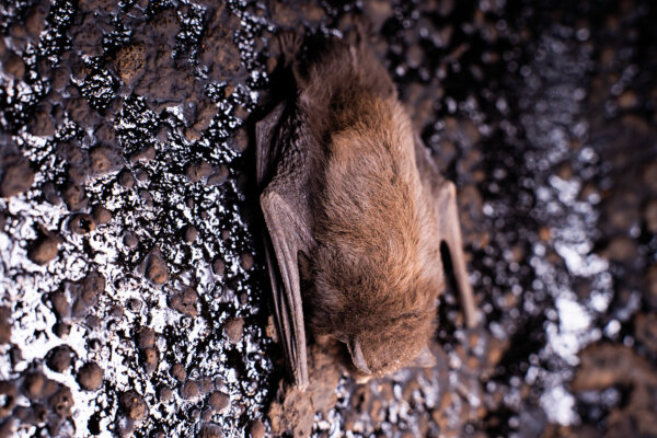 Fledermaus an Wand