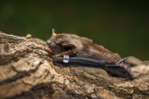 Breitflügelfledermaus
