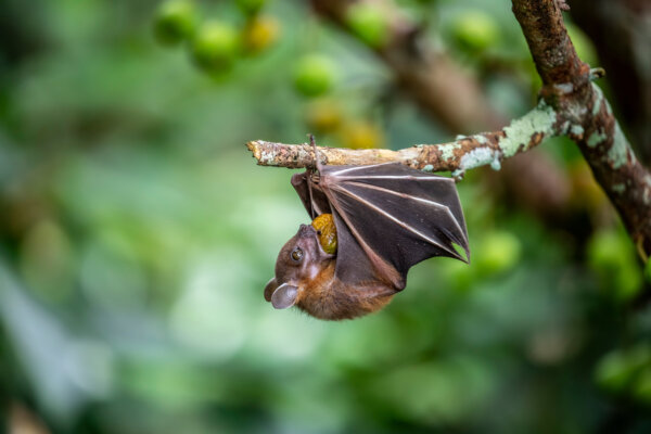 Fledermaus an Ast