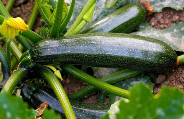 Zucchini