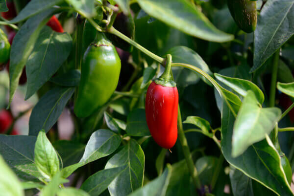 Jalapenospflanze