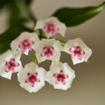 Wachsblume