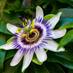 Blaue Passionsblume