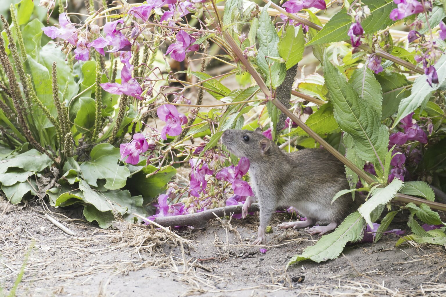 Sharee Ratten Ratten im Garten - Wie werden Sie die unbeliebten Nager wieder los ...