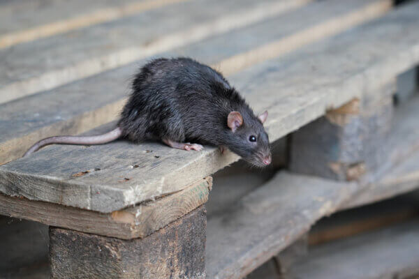 braune Ratte