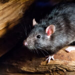 Ratten im Garten – Wie werden Sie die unbeliebten Nager wieder los?