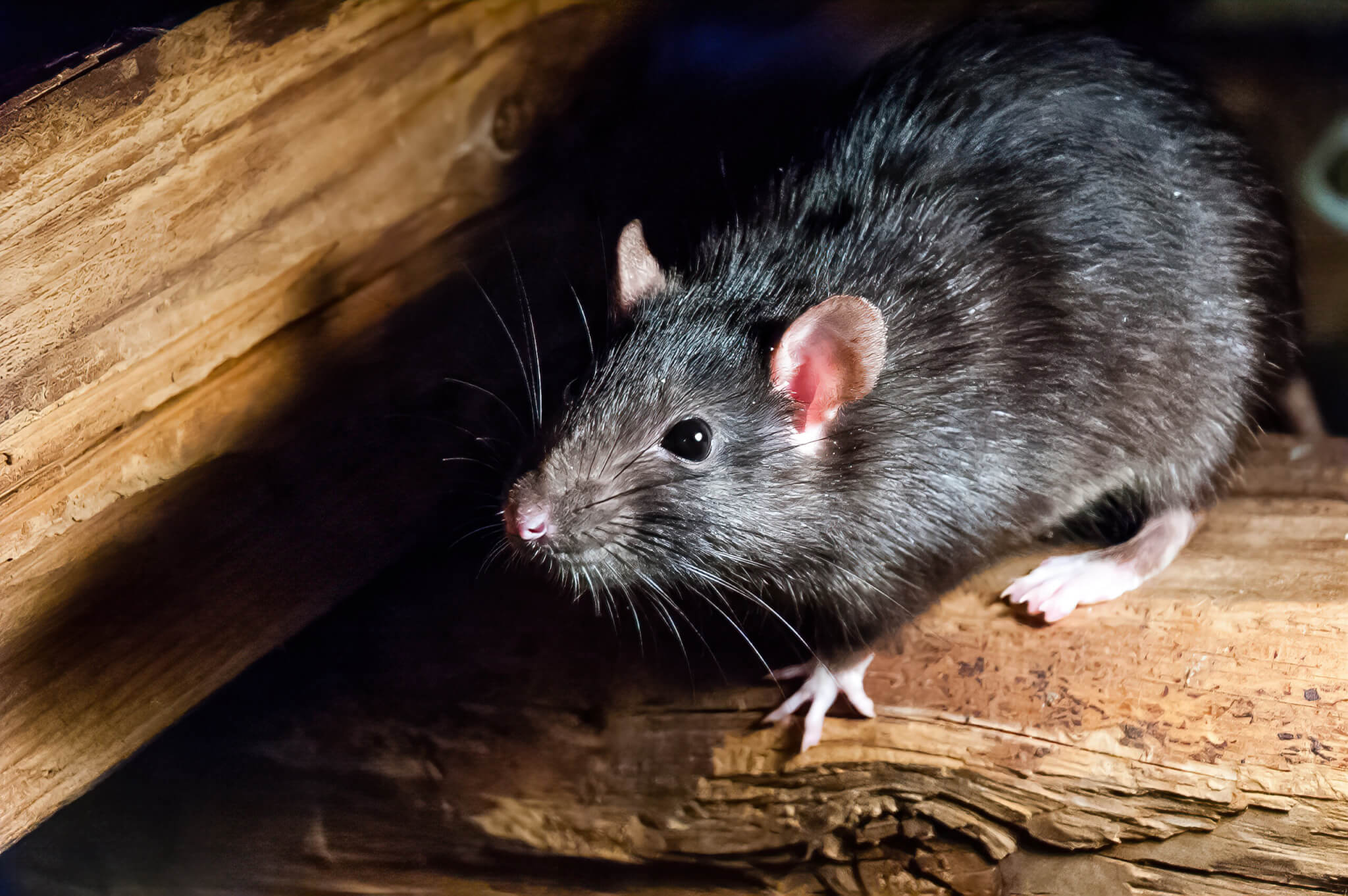 Ratten im Garten Wie werden Sie die unbeliebten Nager wieder los
