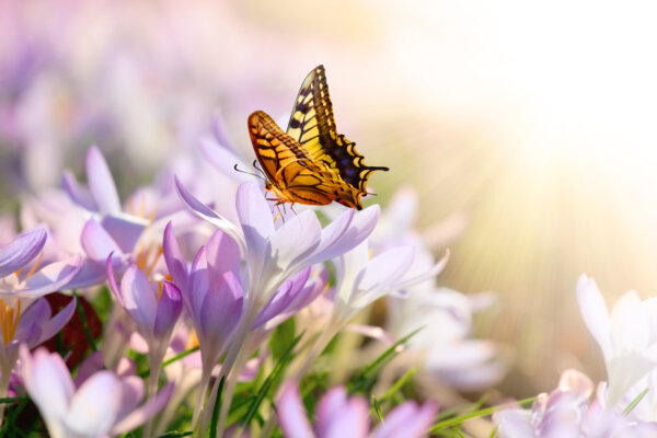 Schmetterling auf Wiese
