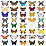 Schmetterling des Jahres – von Aurorafalter bis Brauner Bär