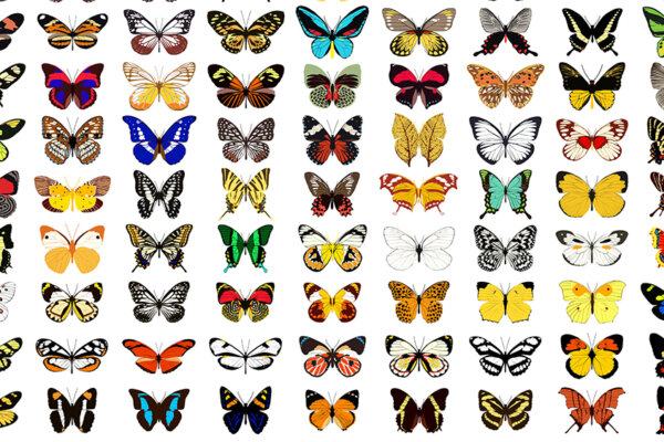 Schmetterling des Jahres