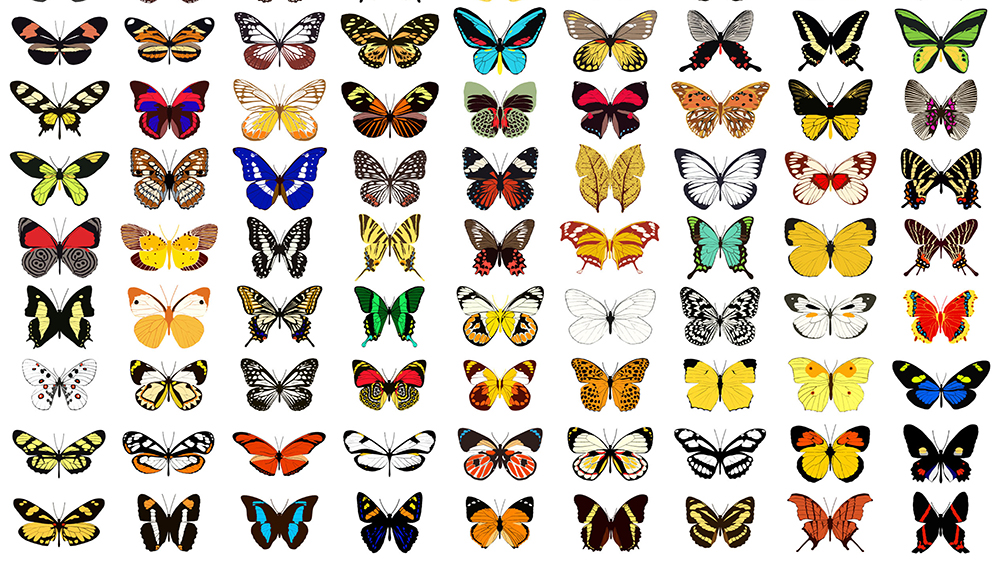 Schmetterling des Jahres