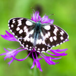 Schachbrettfalter