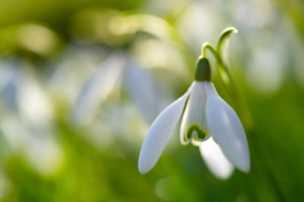 Schneeglöckchenblüte