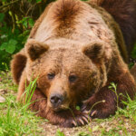 Braunbär