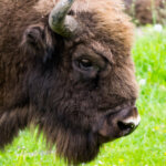 Wisent
