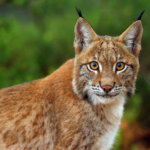 Eurasischer Luchs