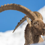 Alpensteinbock