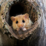 Haselmaus