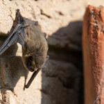 Fledermaus