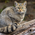Wildkatze