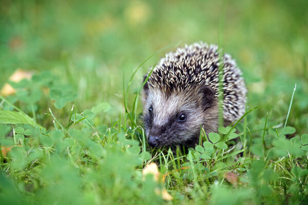 Igel