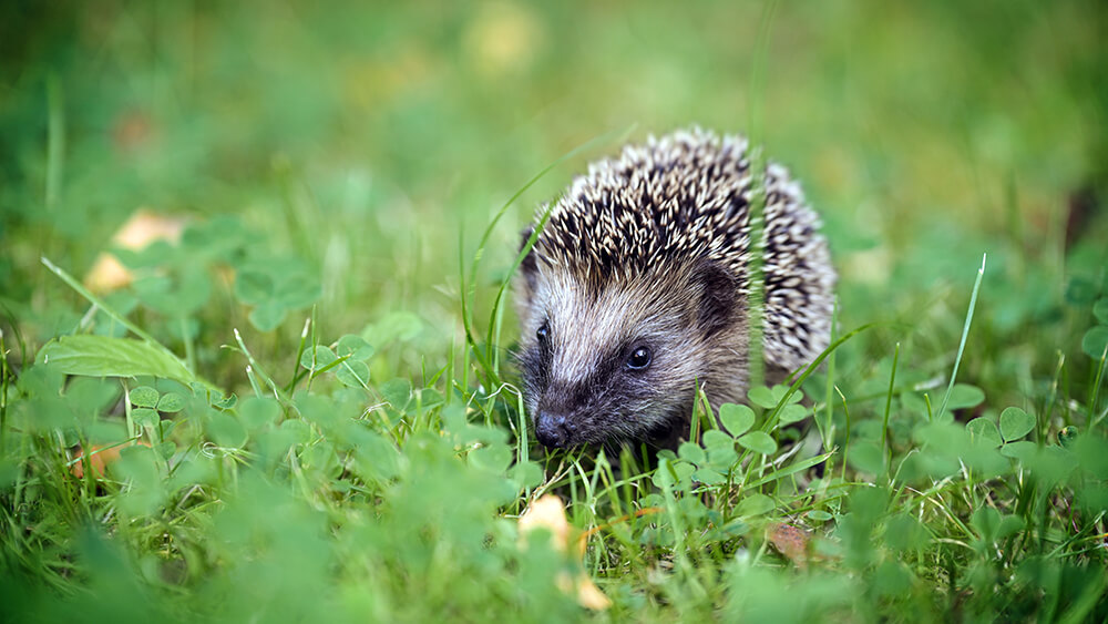 Igel
