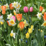 10 beliebte Frühlingsblüher – diese Blumen dürfen nicht fehlen