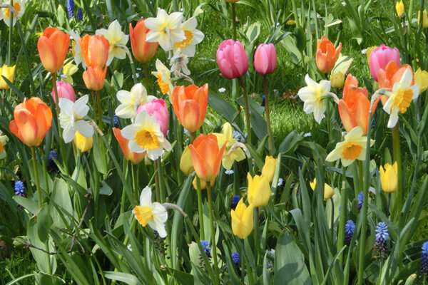 Frühlingsblumen